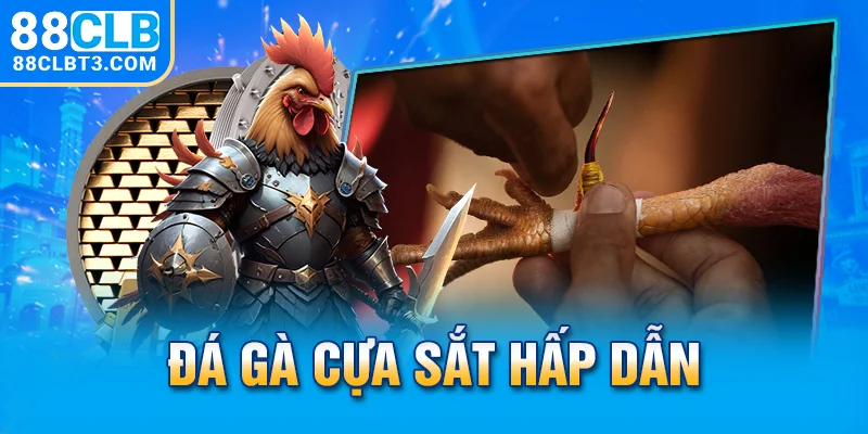 Đá gà cựa sắt hấp dẫn