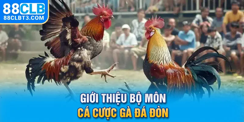 Giới thiệu bộ môn cá cược gà đá đòn